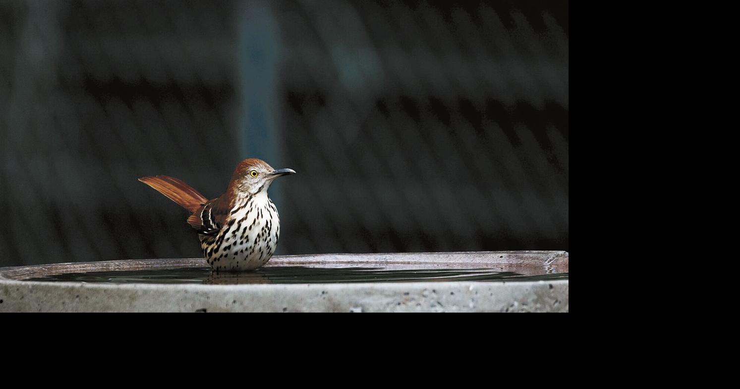 For the Birds: Brown thrashers return to rude, cold awakening - McDowell News