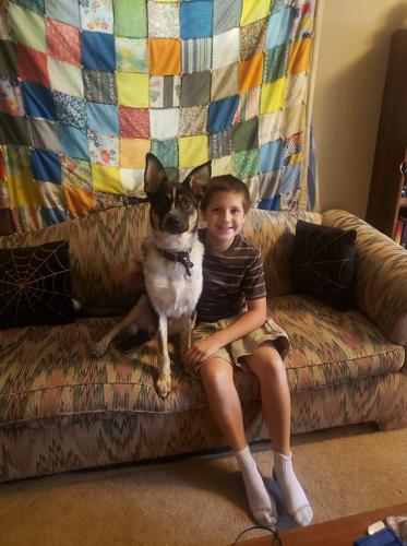 Search continues for missing animals following wreck on Old Fort Mountain