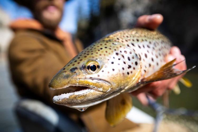 Smith river brown trout