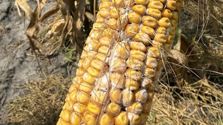 Corn Ear Rot. Now What?
