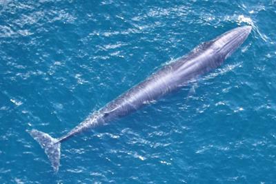 US-NEWS-ENV-RICES-WHALES-FILEPIC-MCT