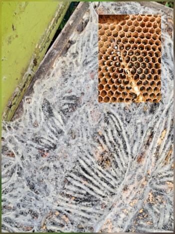 What Should I be doing in the Apiary this month? September