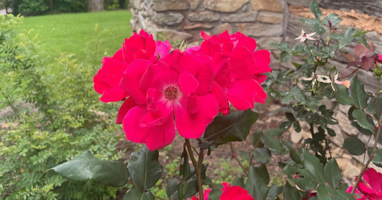Mountain Gateway Museum to host 'Birds & Blooms Bonanza' - Vimarsana News