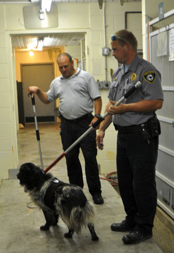 Burke animal control seizes 105 dogs