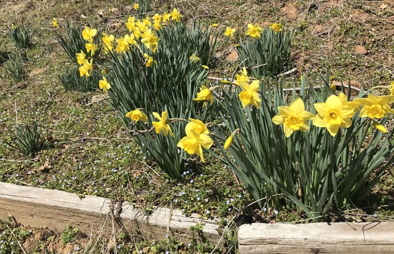 4 weather weather flowers.jpg