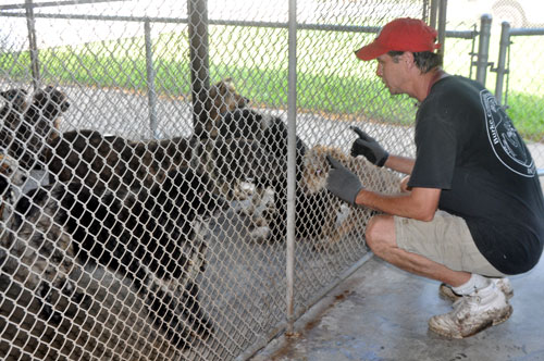 Burke animal control seizes 105 dogs