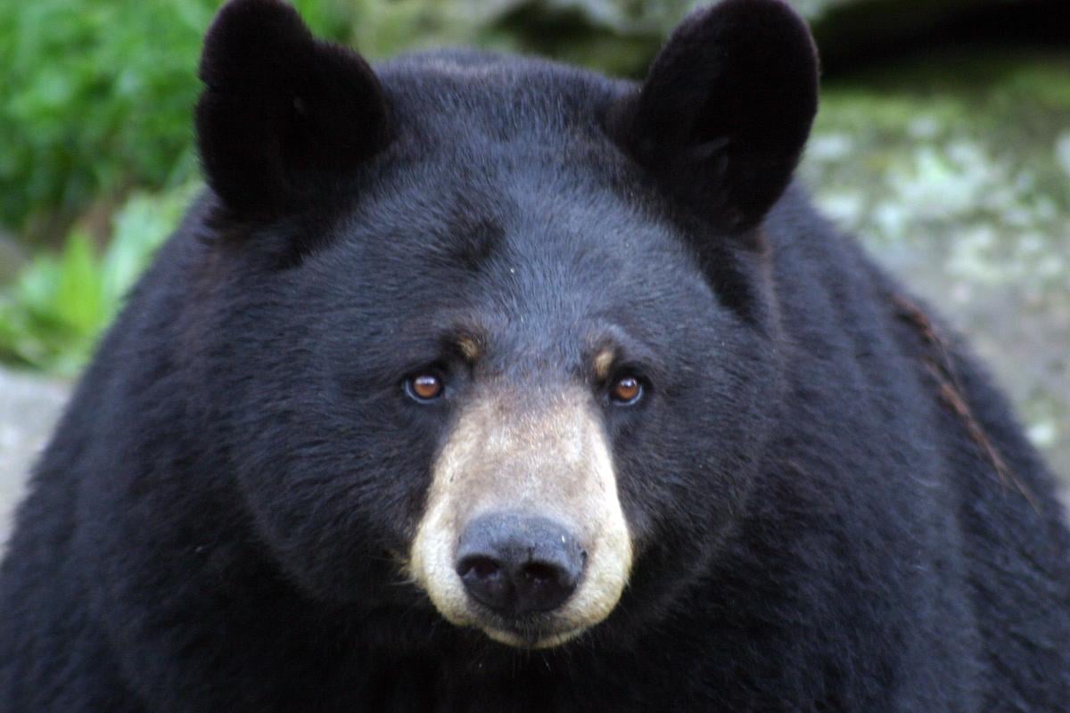 Grandfather Mountain Mourns The Loss Of Gerry The Black Bear Local News Mcdowellnews Com Grandfather Mountain Mourns The Loss Of Gerry The Black Bear Local News Mcdowellnews Com