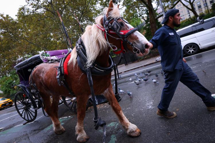 NEW YORK-HORSES/