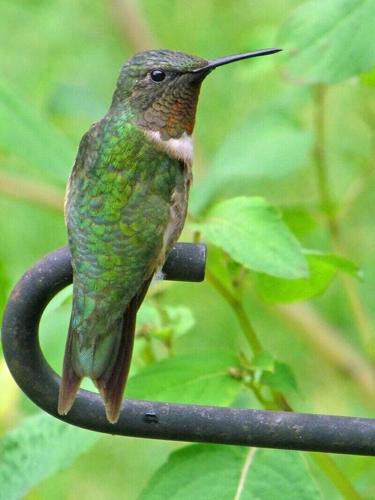 ruby-throated hummingbird