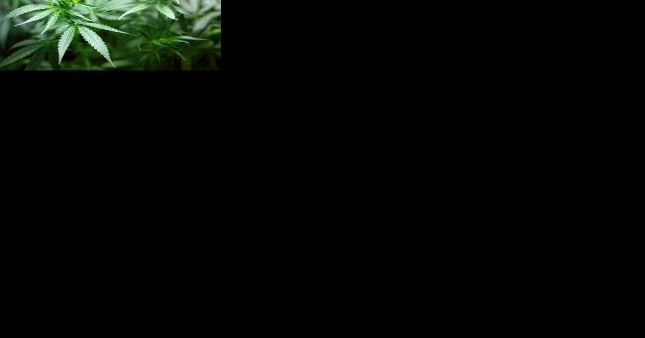 North Carolina medical marijuana sales begin at Cherokee store - Vimarsana News