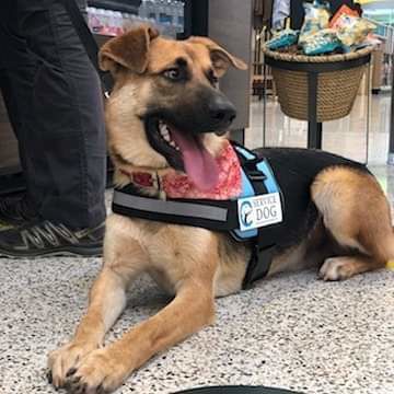 Koda Bear the dog photo