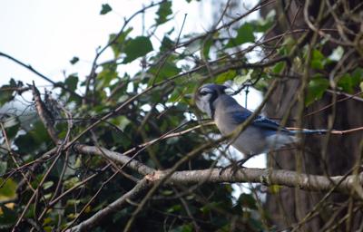 Blue Jay photo