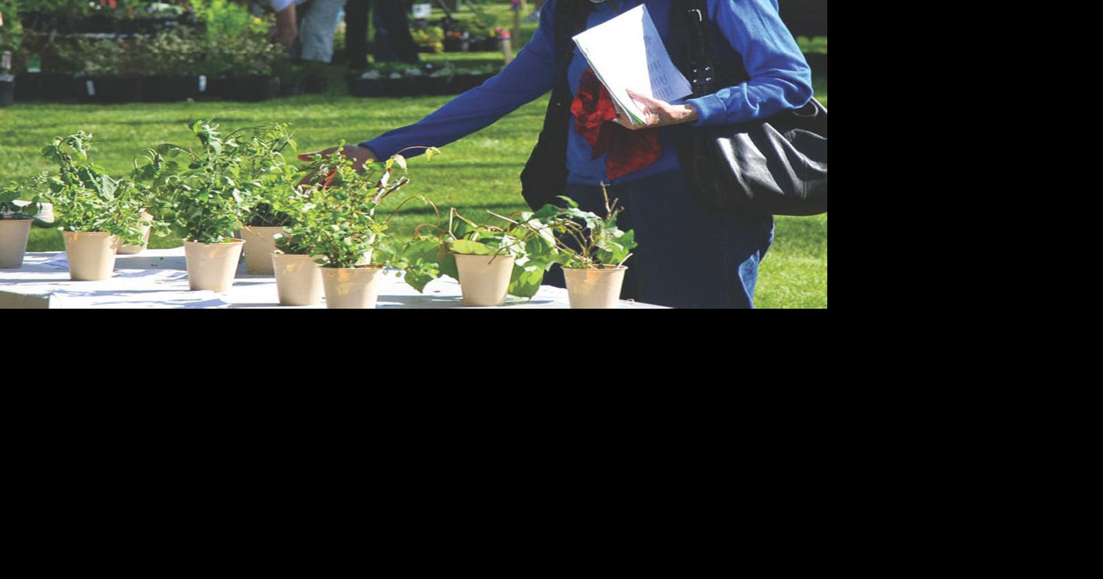 Montreat Landcare hosts annual native plant sale