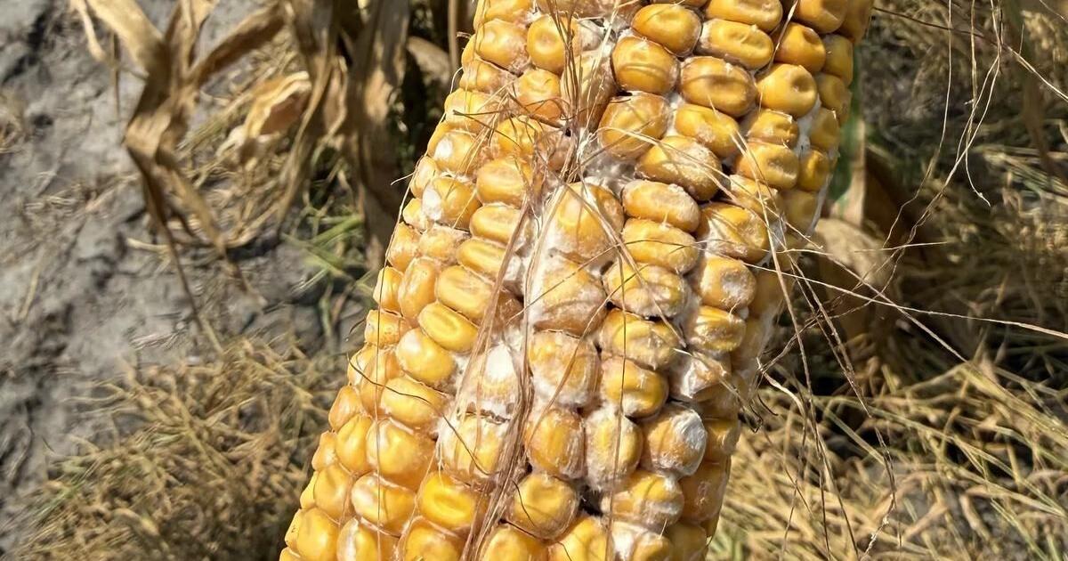 Специалисты рекомендуют ранний урожай и глубокую вспашку для борьбы с плесенью кукурузы