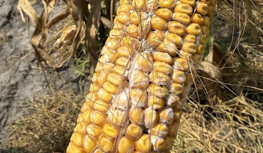 Corn Ear Rot. Now What?