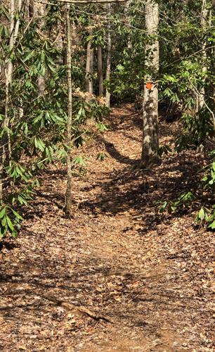 WNC Afield: Any day is a good day for Jarrett's Creek Trail