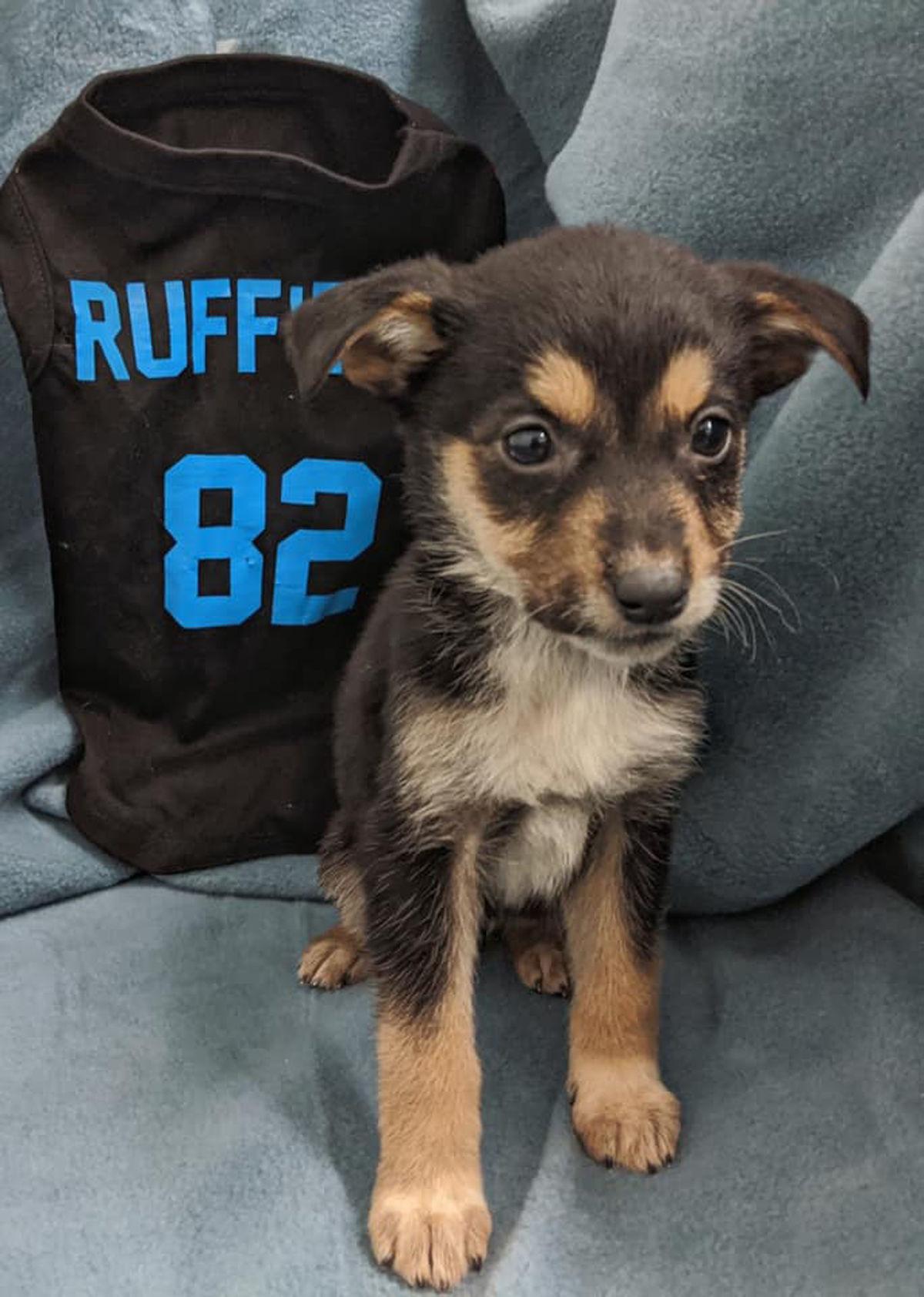 Mcdowell Rutherford Animal Rescue Groups To Hold Puppy Bowl Mmn