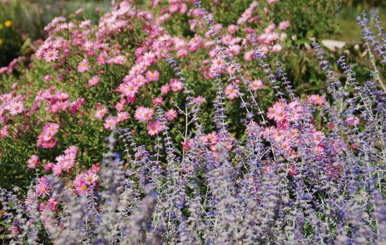 Honeysong Pink Aster .JPG