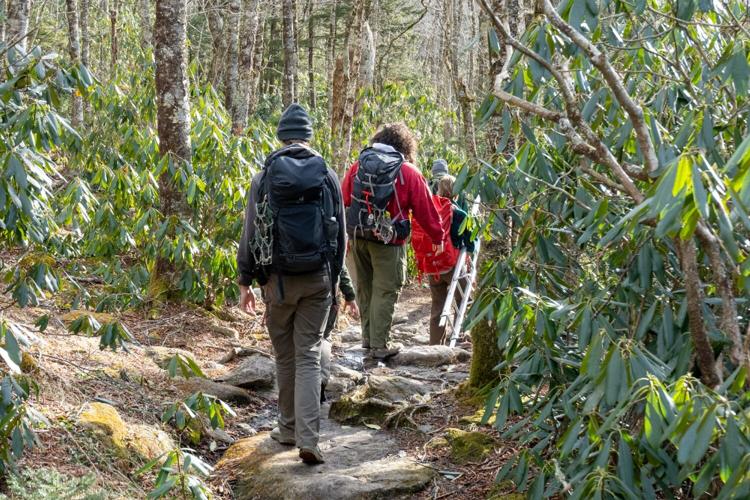 Flying squirrel trail photo