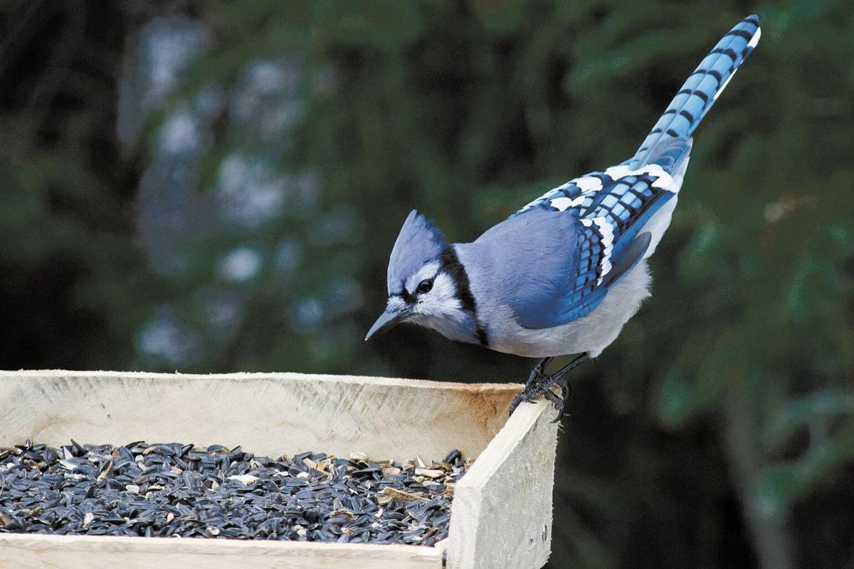 Bald stage of a molting Blue Jay - FeederWatch