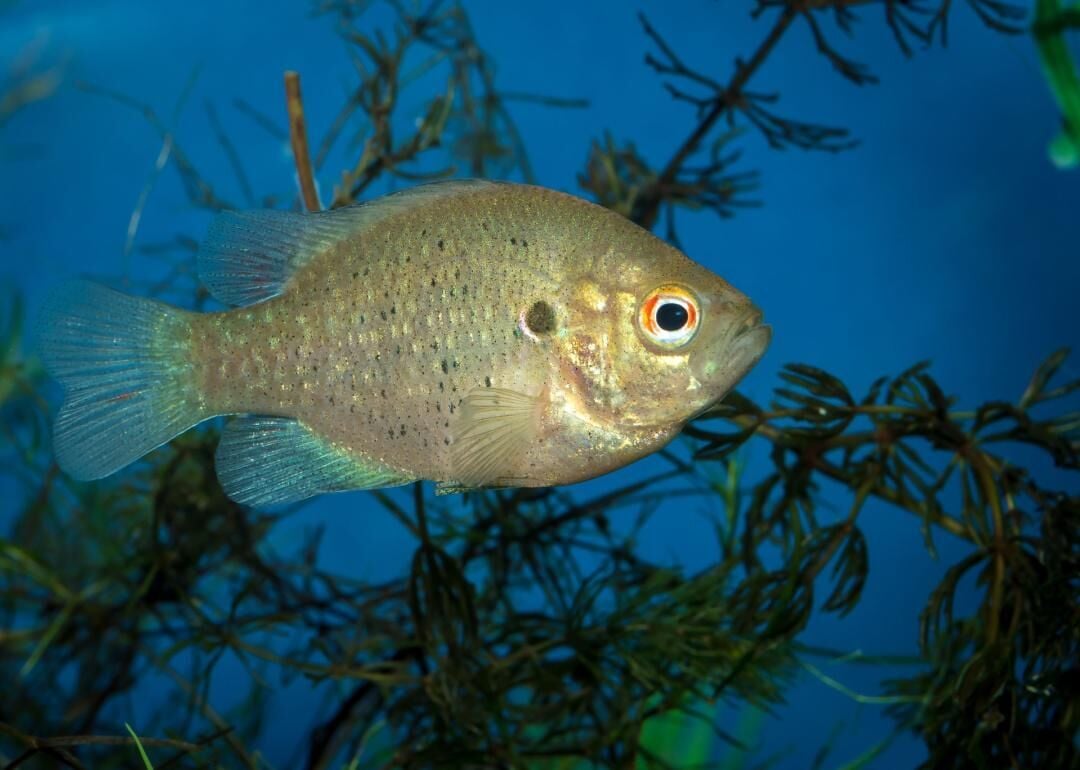 North Carolina's freshwater fish record falls after 36 years - Sandhills  Sentinel