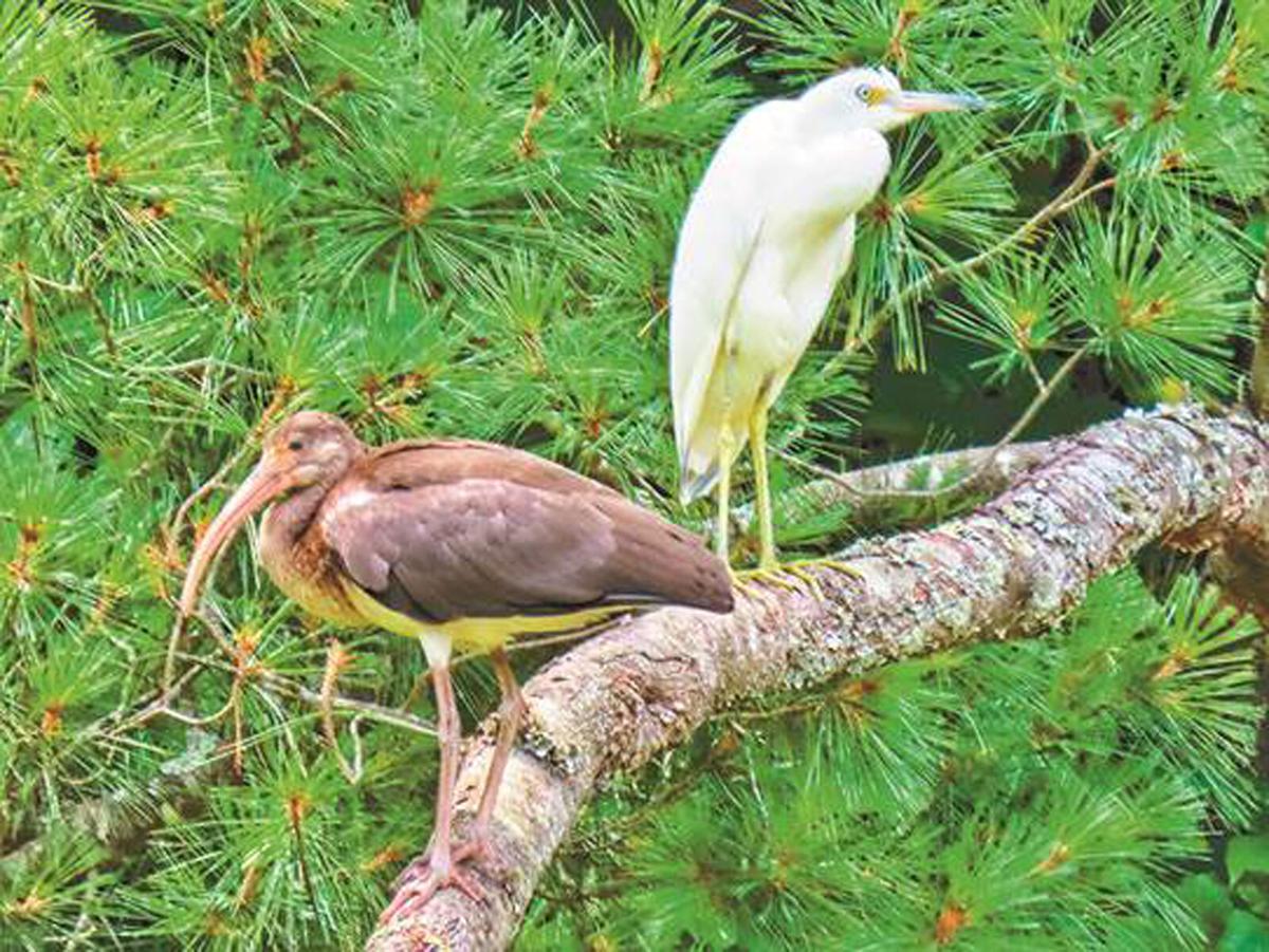 Egret, White, Wading, Heron