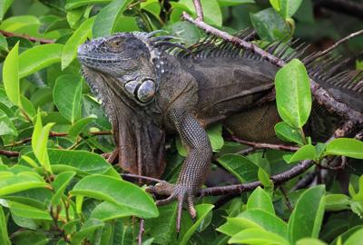 How cold is it in Miami? It's so cold that 'falling iguanas' are forecast
