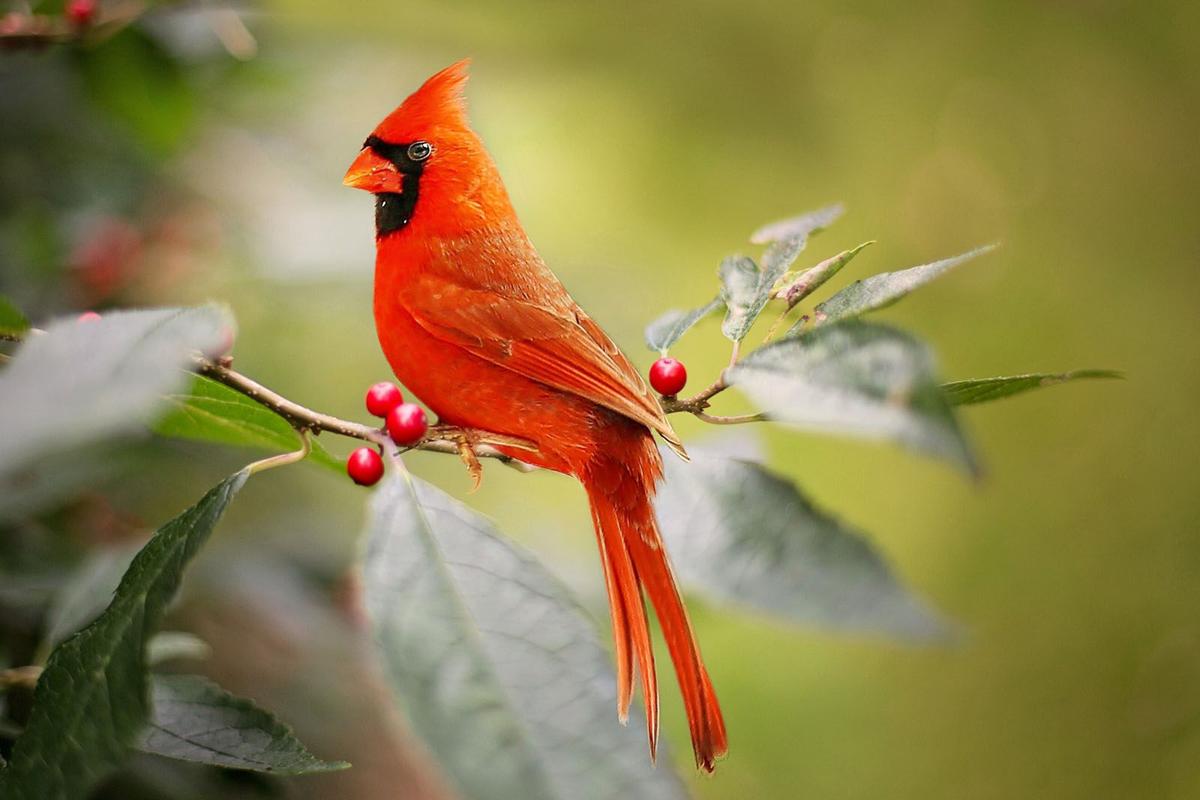 Red Jay Bird Branch Gray - Free photo on Pixabay - Pixabay