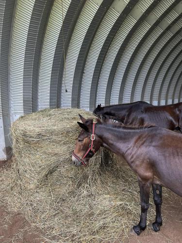 Animal abuse case 5.jpg