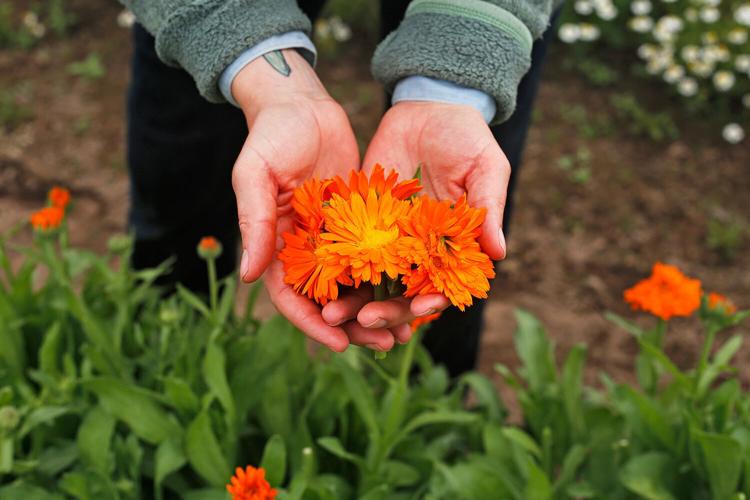Purple Sage calendula