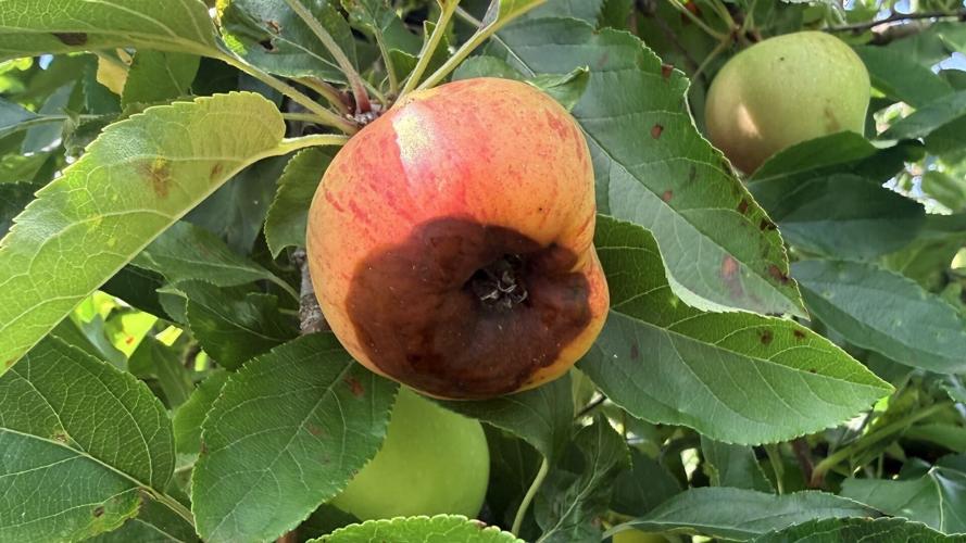 Apple Disease Update: Week of July 12, 2026