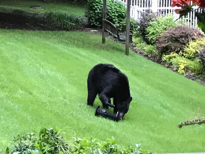 Bear spotted in Marion neighborhoods