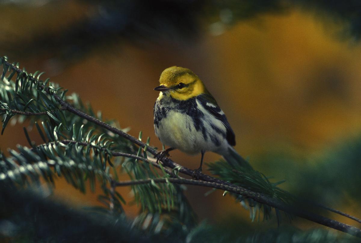 Black-throatedGreen.jpg