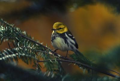 Black-throatedGreen.jpg