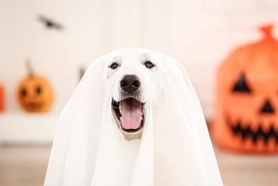 The ultimate guide to Halloween dog safety: Treats, tricks, and peace of mind