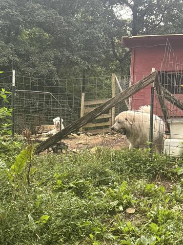 Animal abuse case 3.jpg