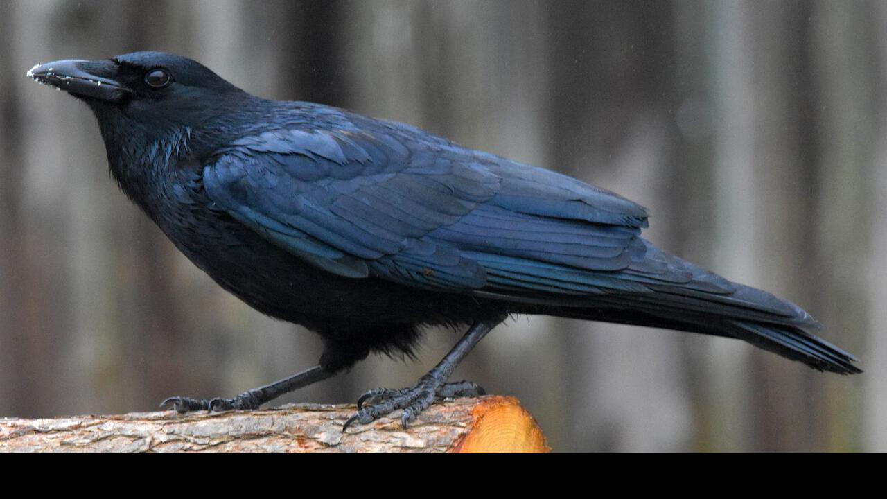 For The Birds American Crow S Dark Reputation More From Plumage Than Behavior Local News Mcdowellnews Com