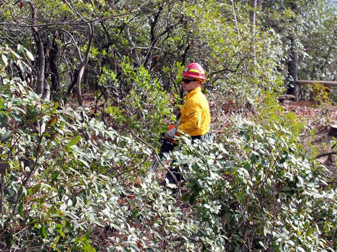 Getting Firewise: Mountain homeowners, volunteers work to protect property
