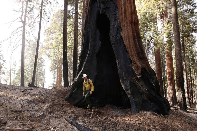 Climate Solution Rebuilding Species