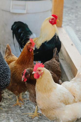 Bricoleur Vineyards guests can collect farm fresh eggs or enjoy the tranquil rhythm of vineyard life.