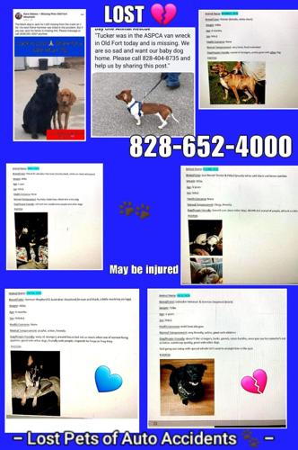 Search still underway for missing animals on Old Fort Mountain