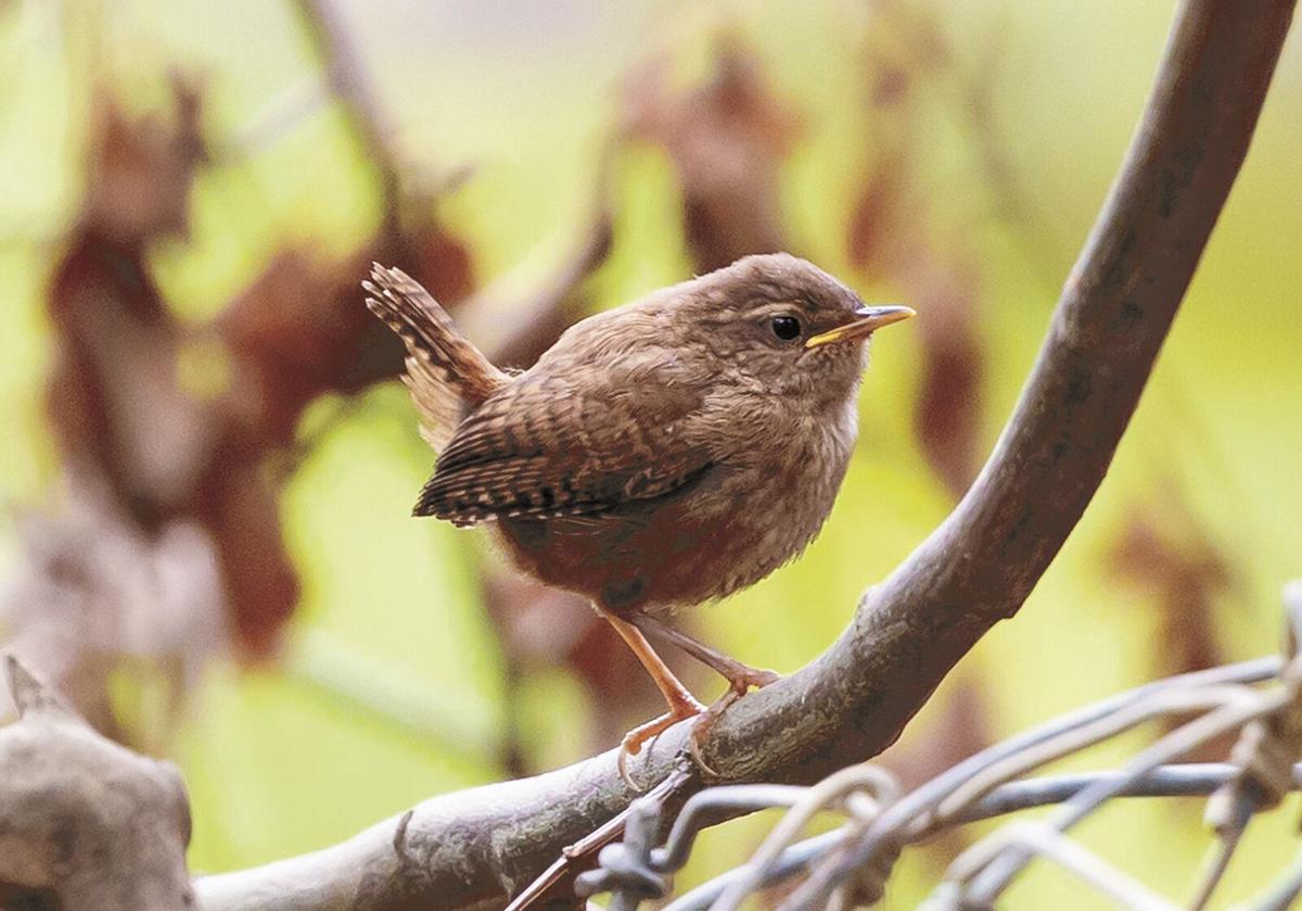 111721-mmn-nws-birds-p1.jpg