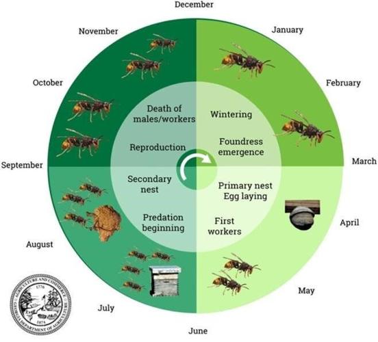 Officials are hoping to remove any yellow-legged hornet nests in NC this fall to prevent a new generation from leaving the nest, overwintering, and starting to breed and expand their range next spring.