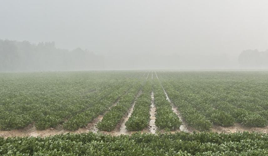 NC Crop Update 7 Peanut Notes No. 167 2026