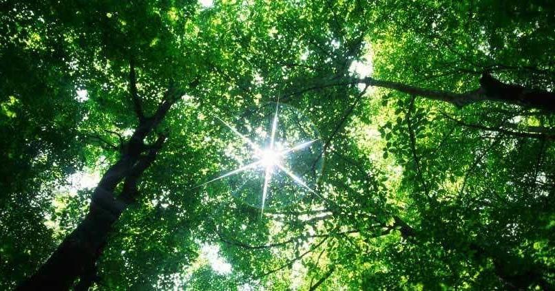 Fishing 16-year-old gets lost in forest, walks 11 miles for help, NC searchers say