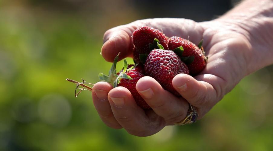 Jones Strawberry Farm