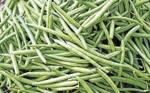 Pole beans