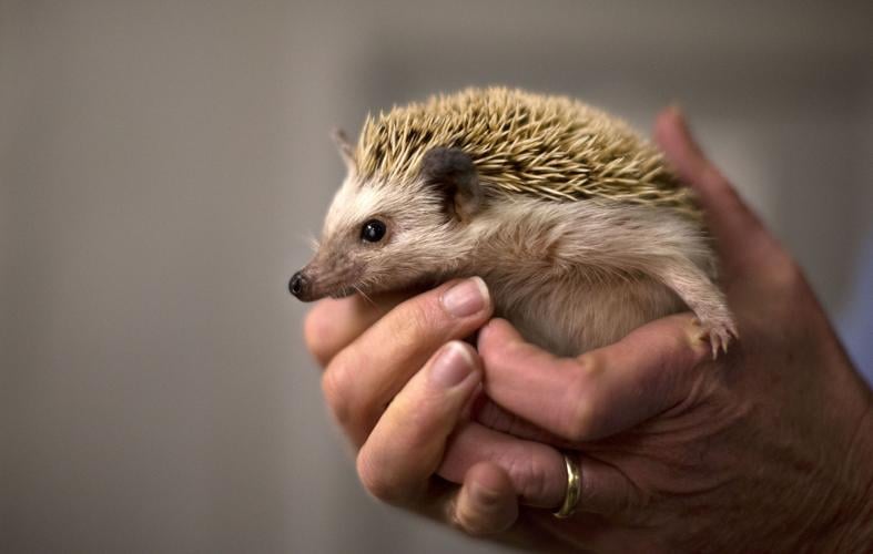 20170202g_nws_GroundhogDay