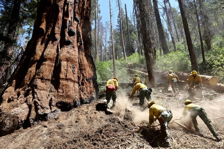 US-NEWS-ENV-SAVING-SEQUOIAS-3-GET
