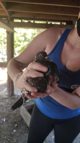 100226_rescue - dove.jpg